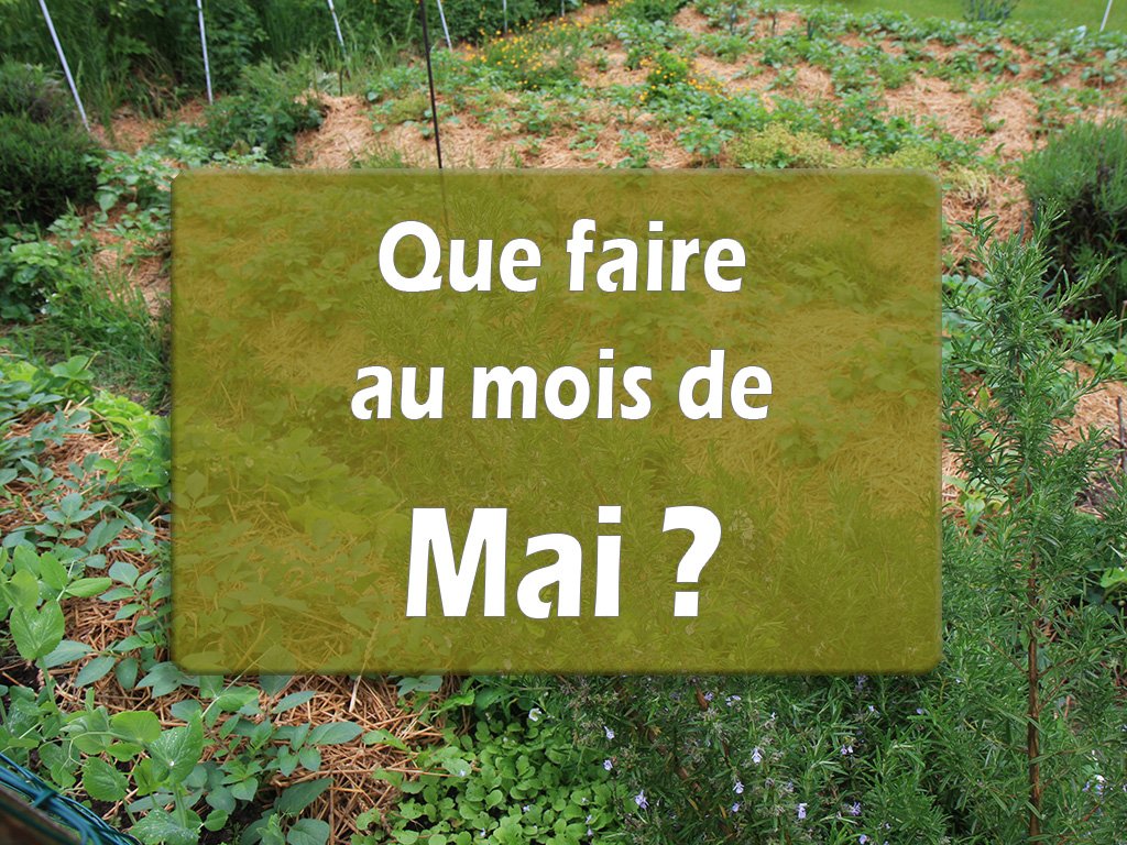 Mai : Que faire ce mois-ci ?