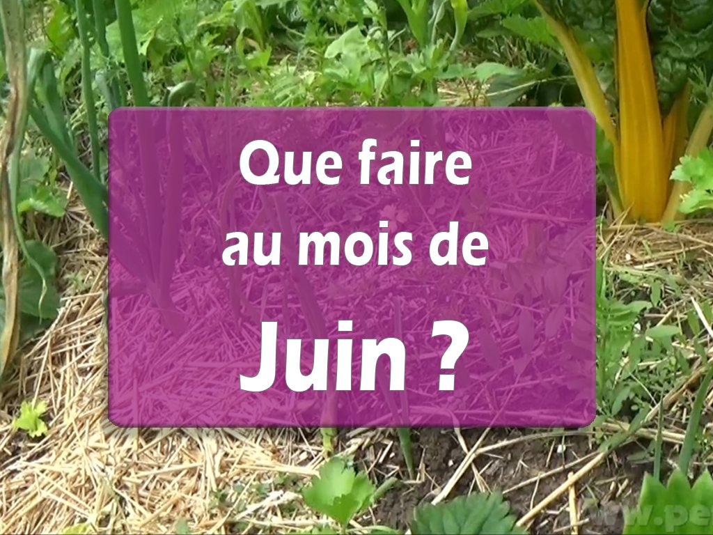 Juin : Que faire ce mois-ci ?